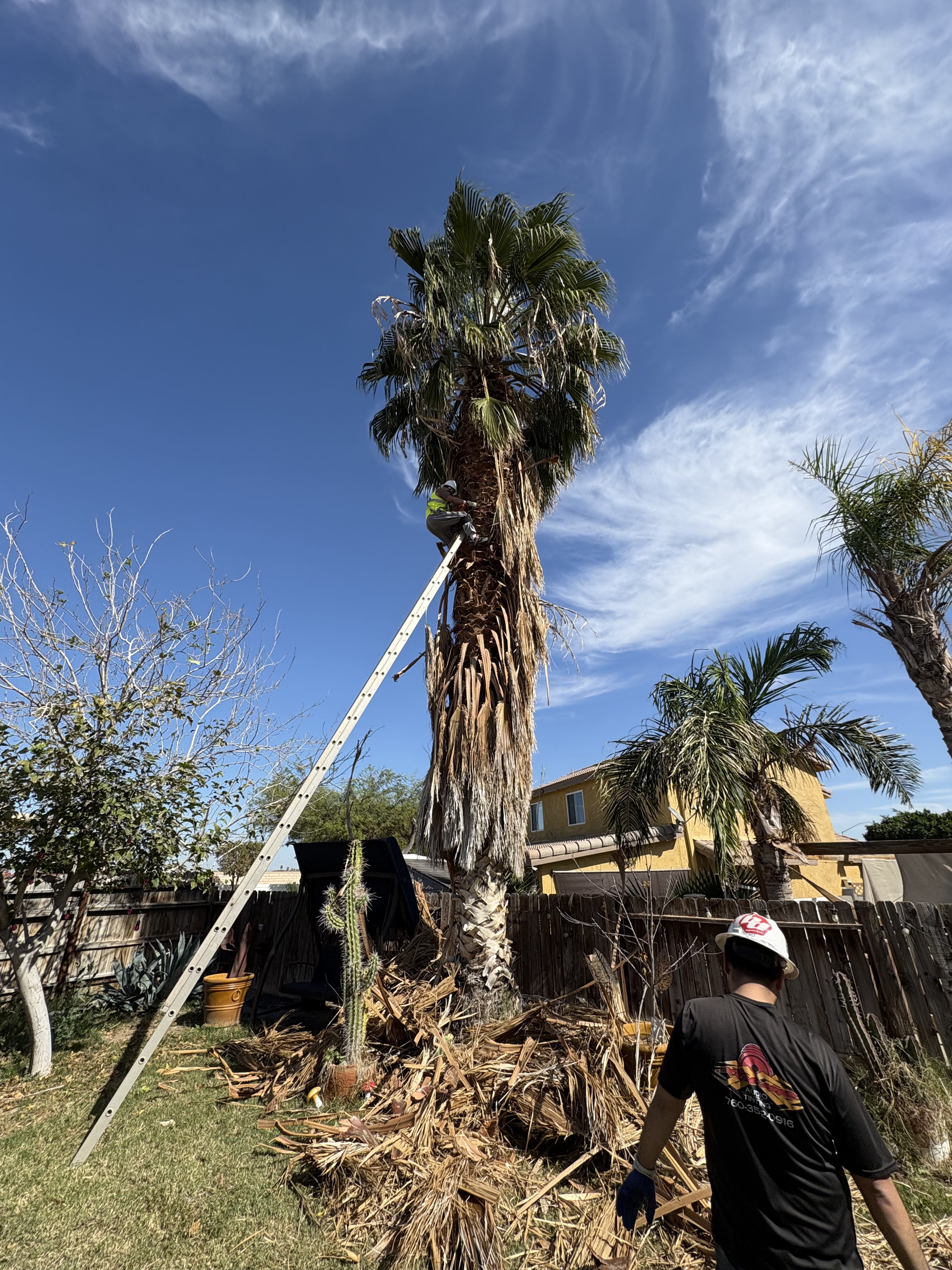 Palm tree before pruning