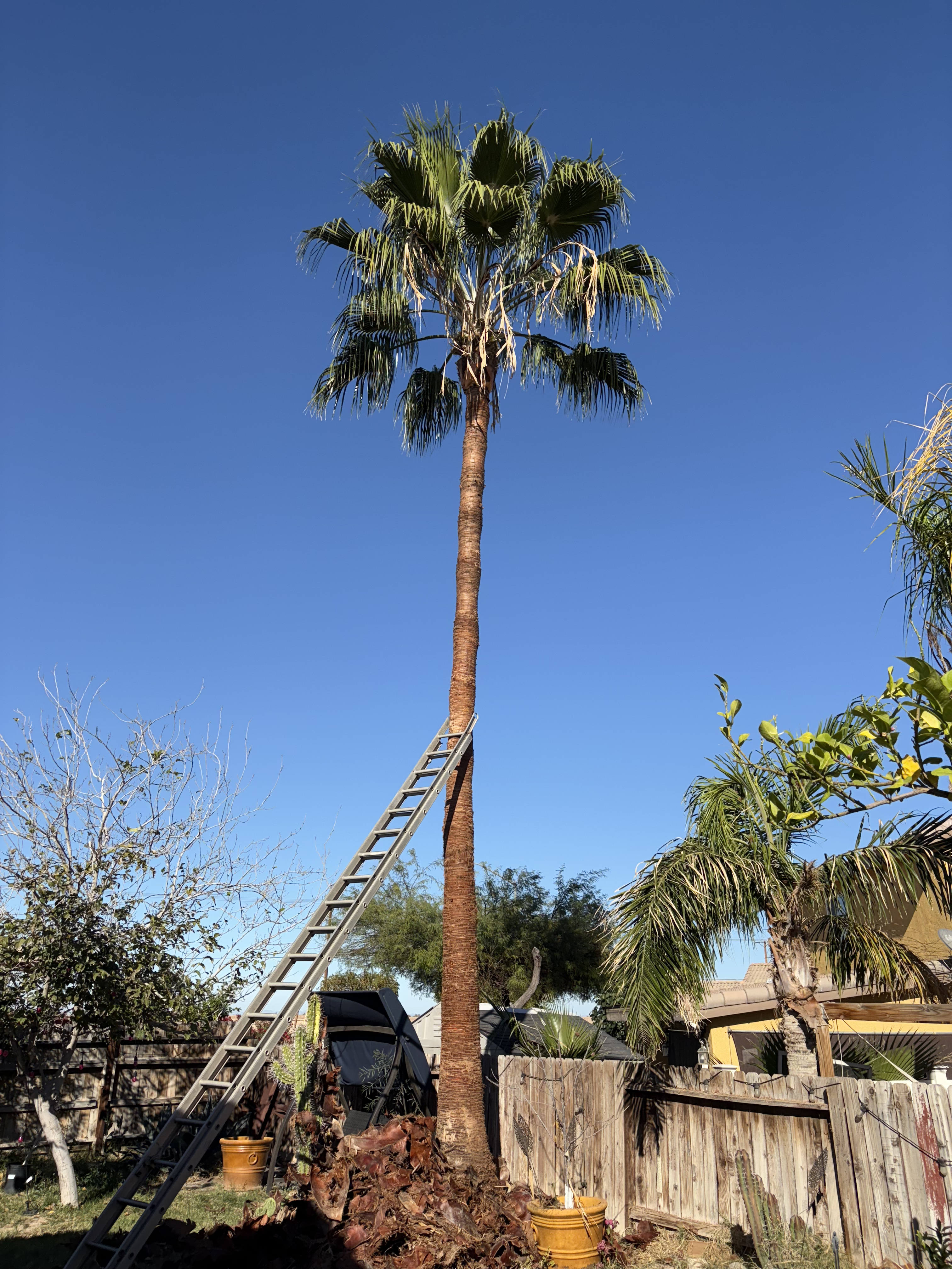 Palm tree after pruning