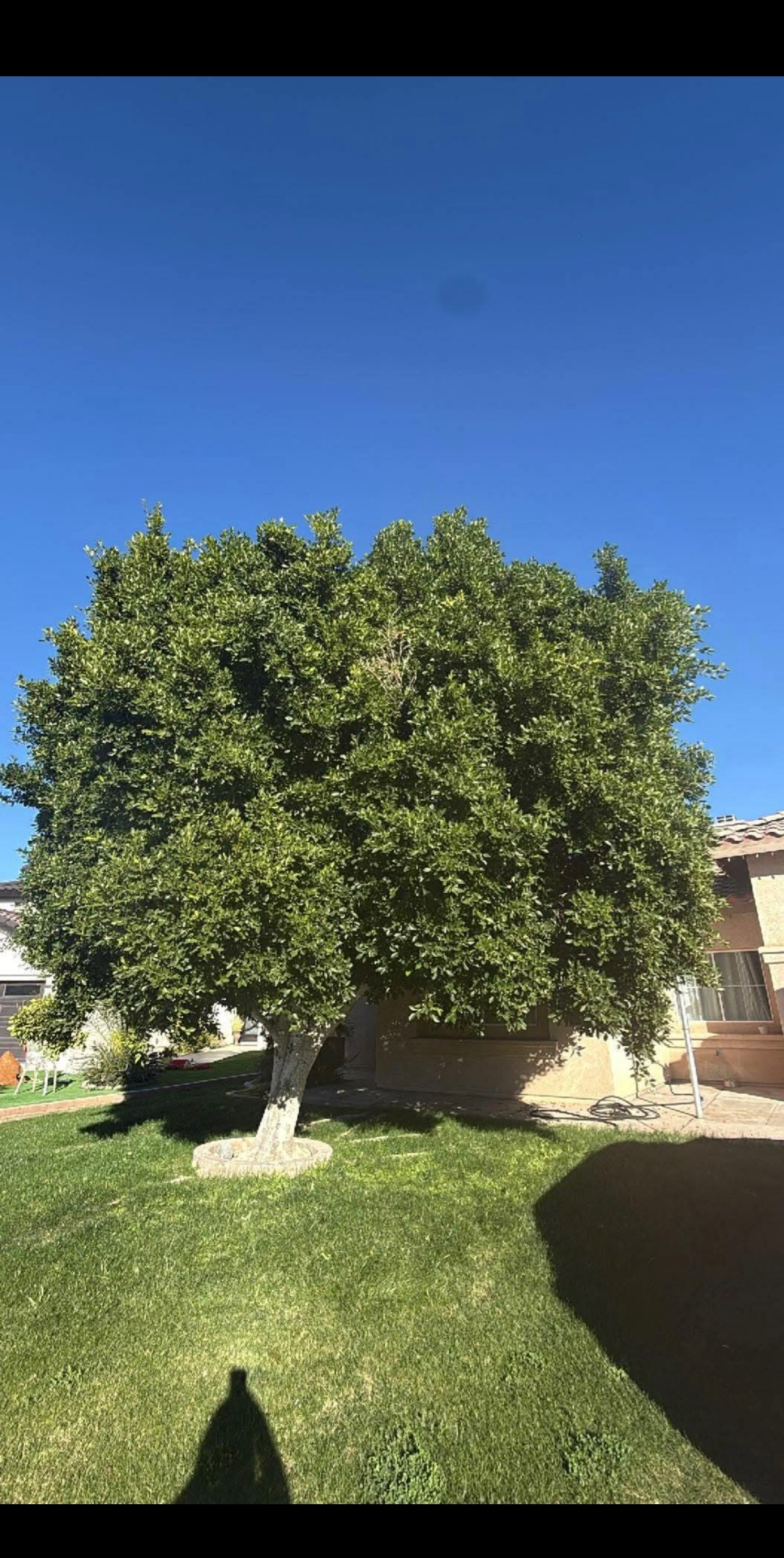Tree before trimming