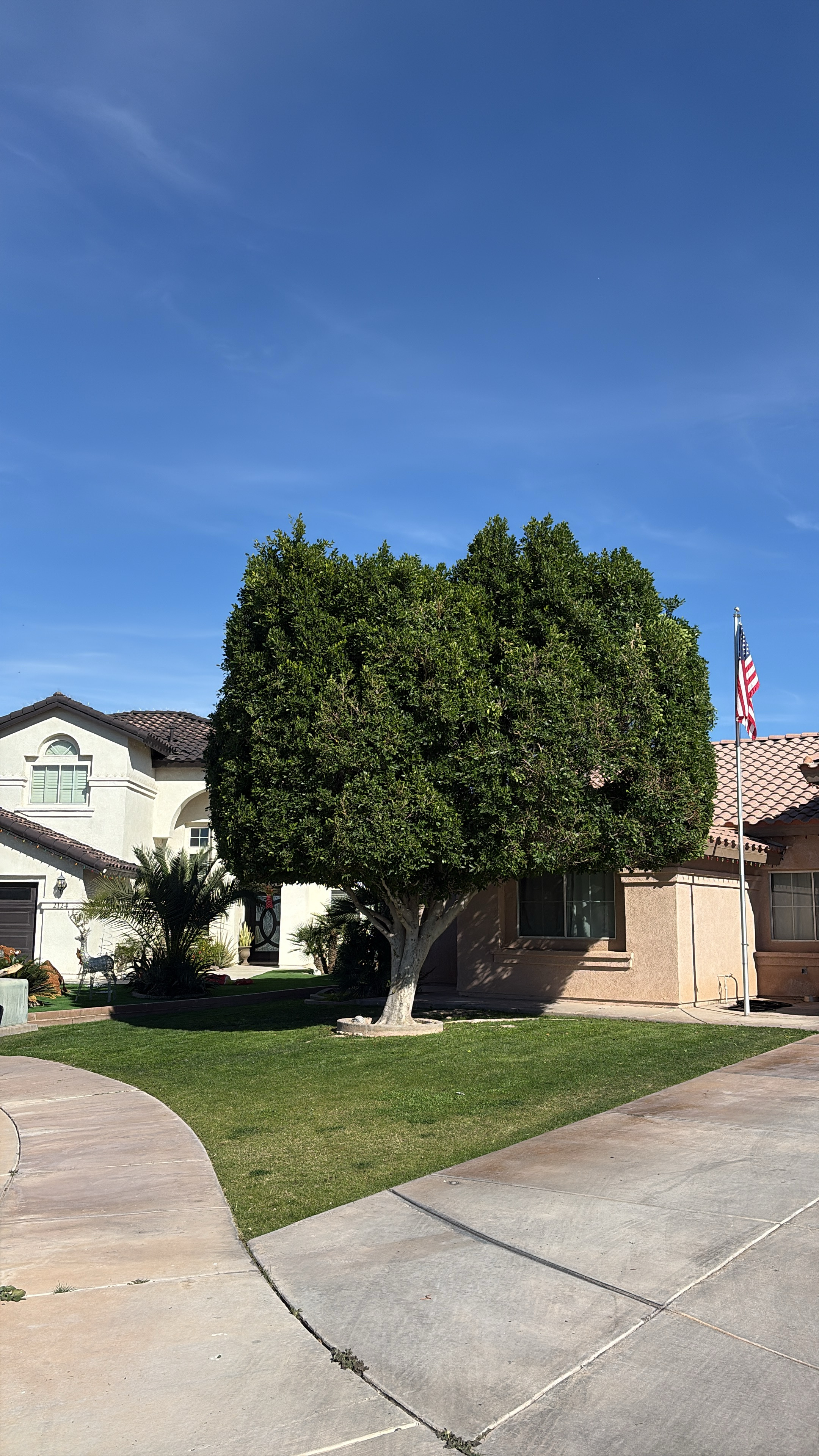 Tree after trimming