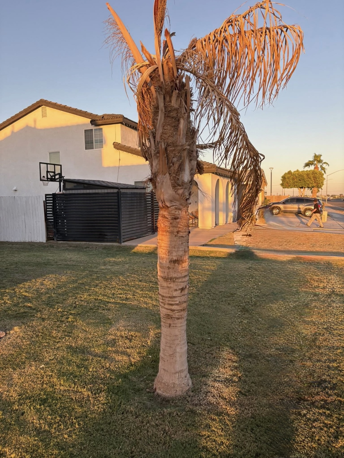Tree removal before service